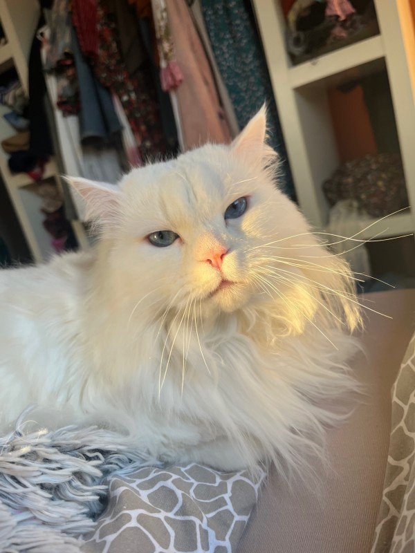 Cleo