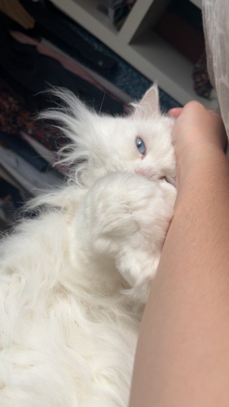 Cleo