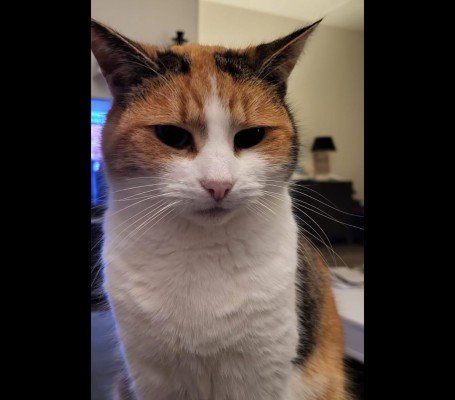 Cloe
