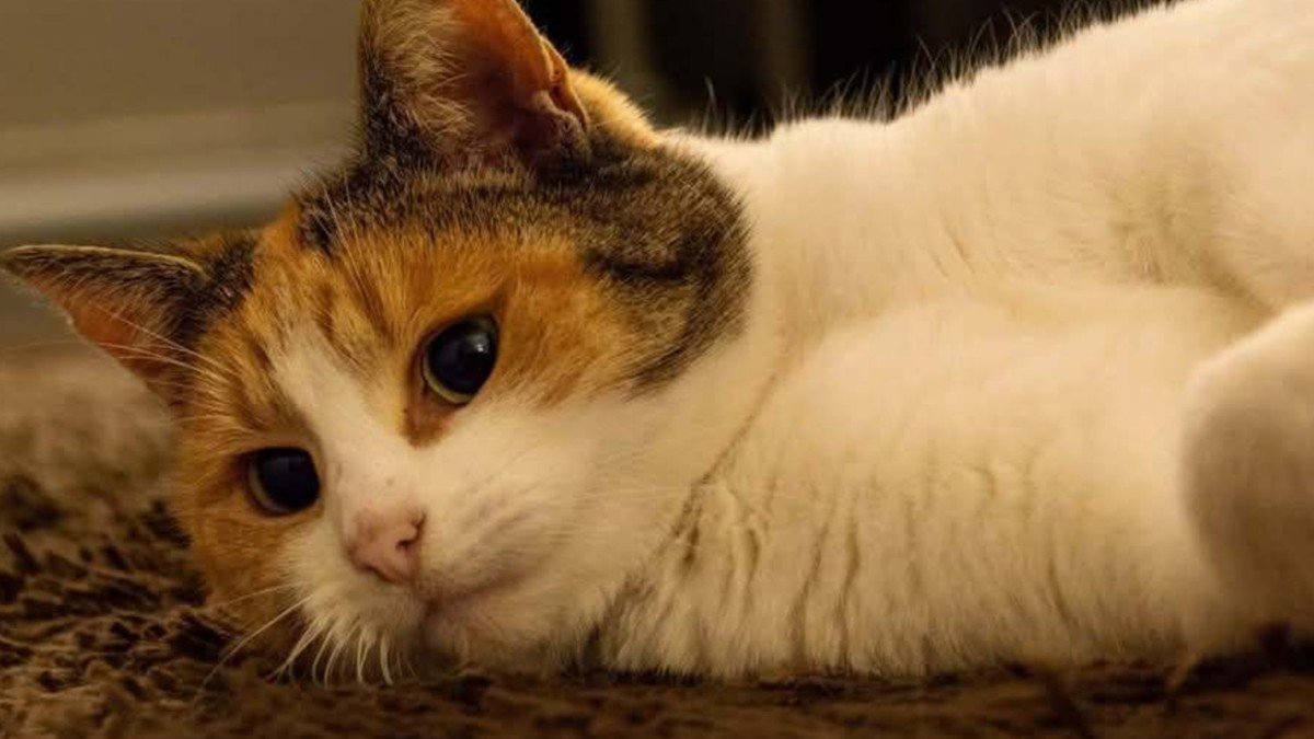 Cloe