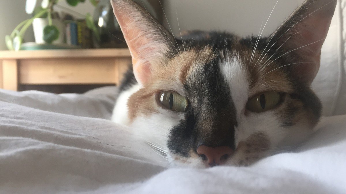 Poes