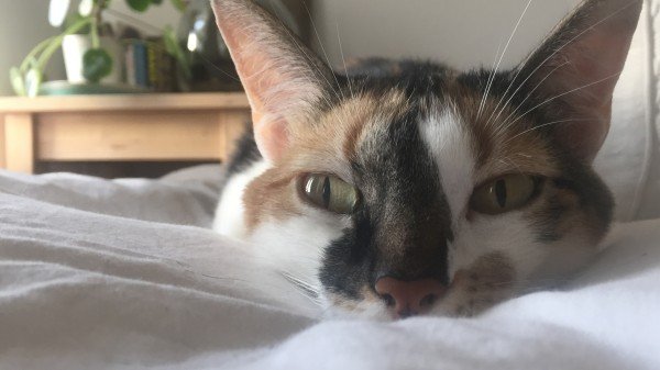 Poes