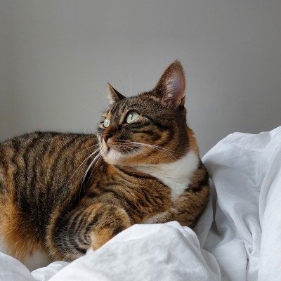 Bibi