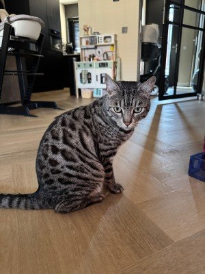 Pumba