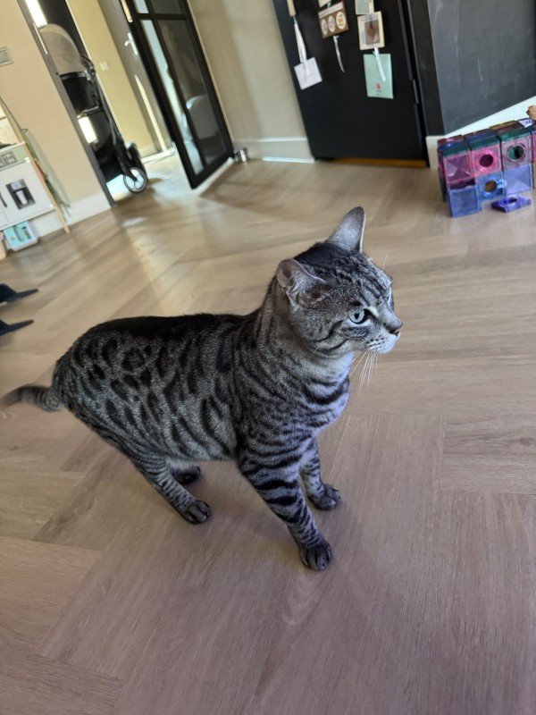 Pumba