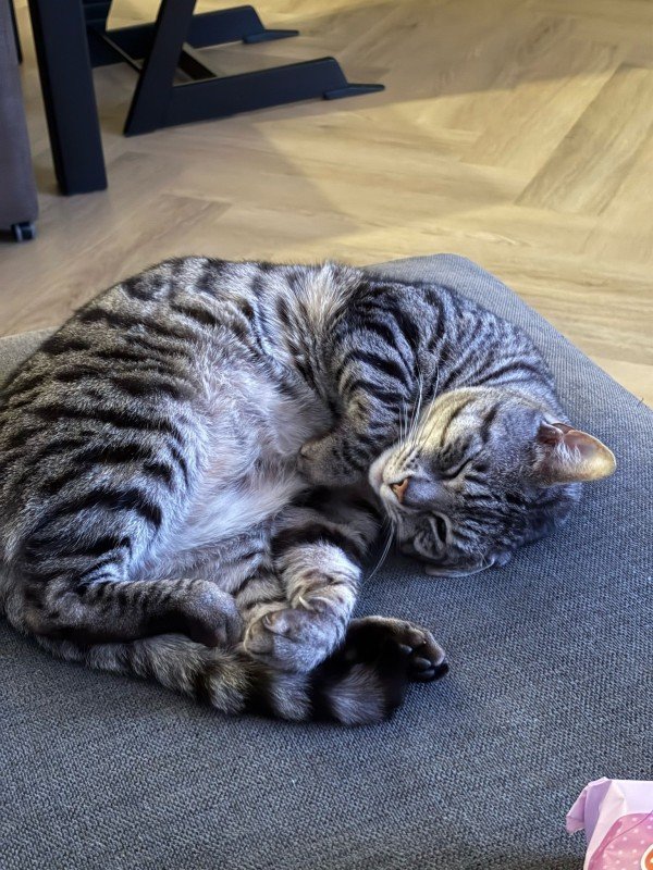 Pumba