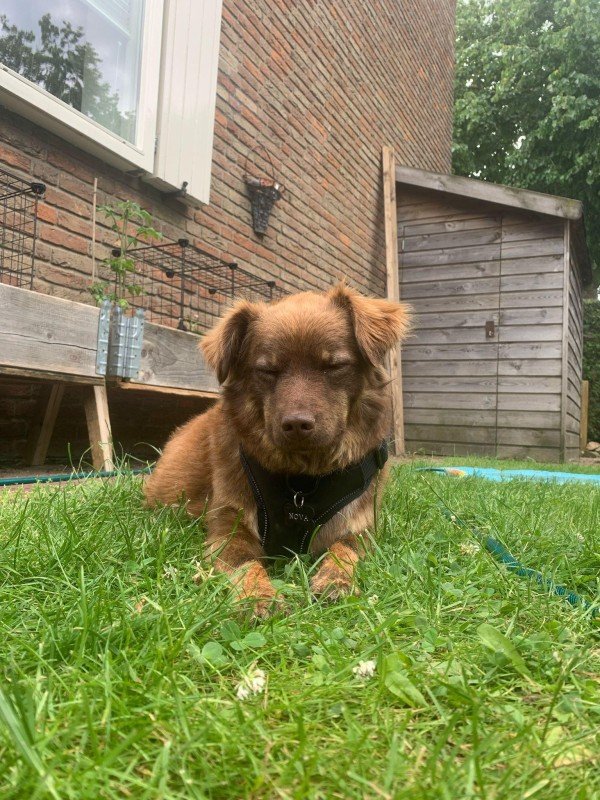 Nova