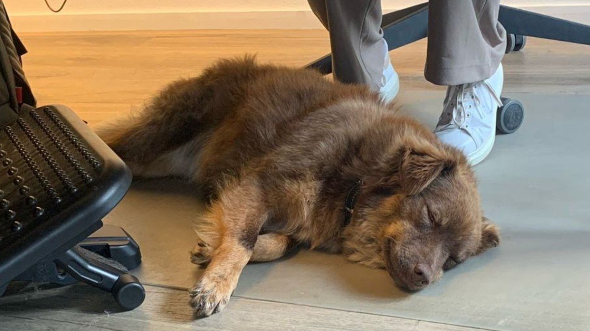 Nova