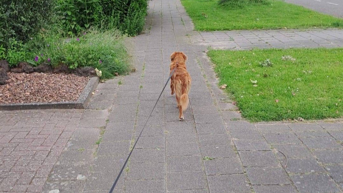 Oscar