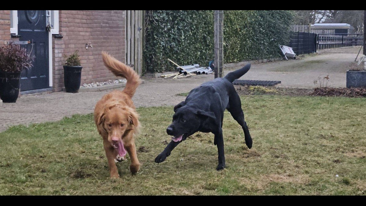 Oscar