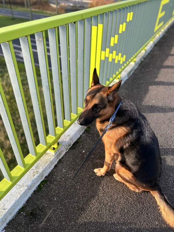 Rex