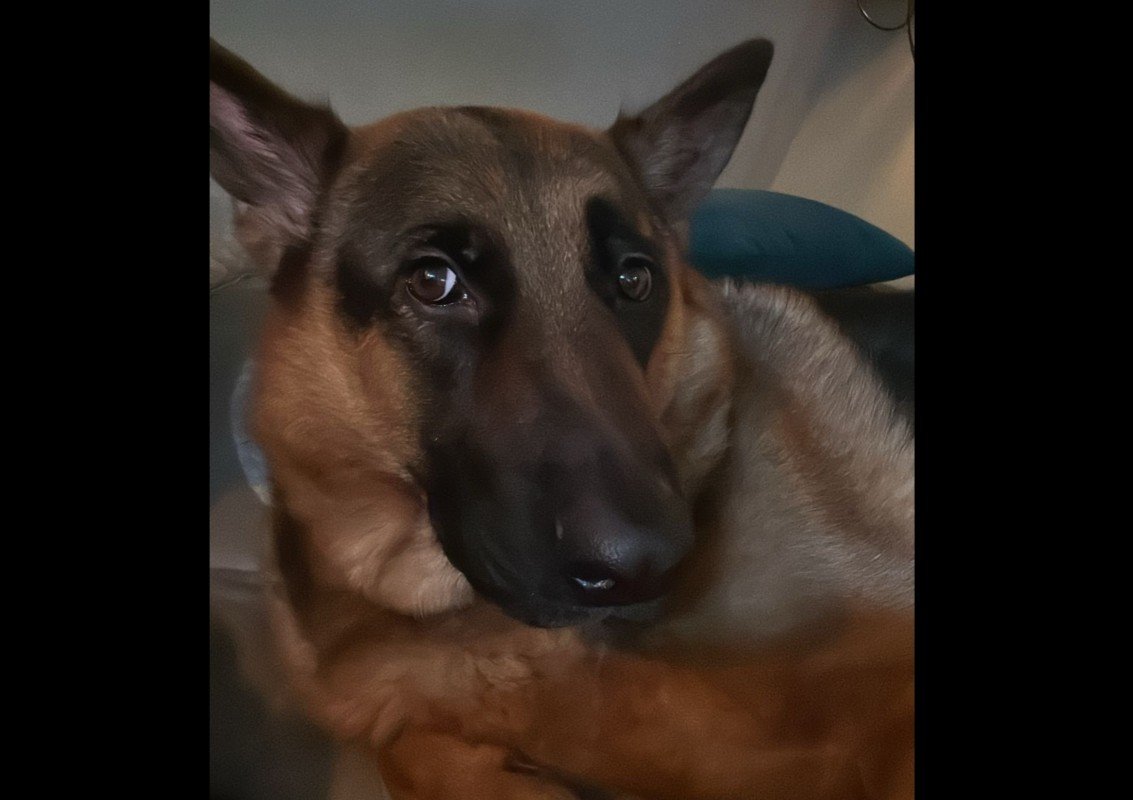 Rex