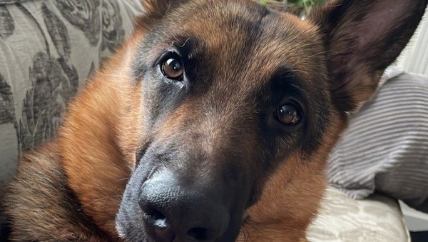 Rex