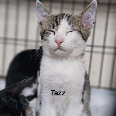 Tazz