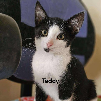 Teddy