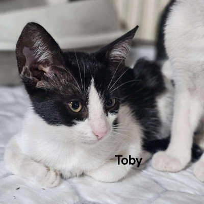 Toby