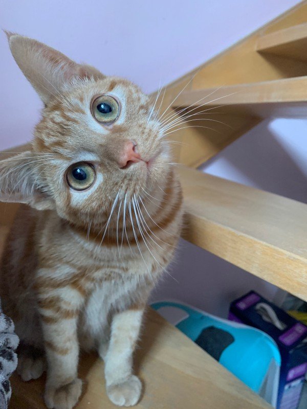 Leo