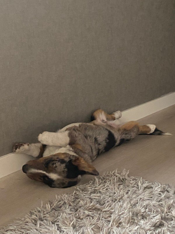 Charlie