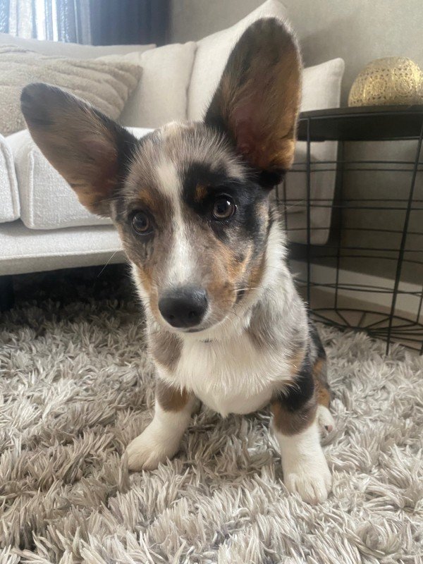 Charlie