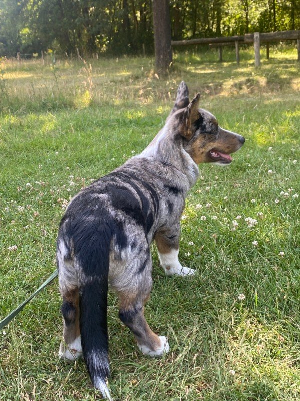 Charlie