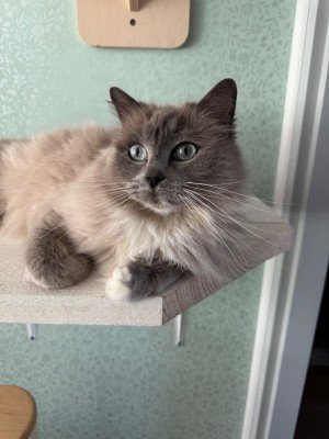 Pasha
