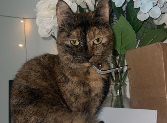 Bella
