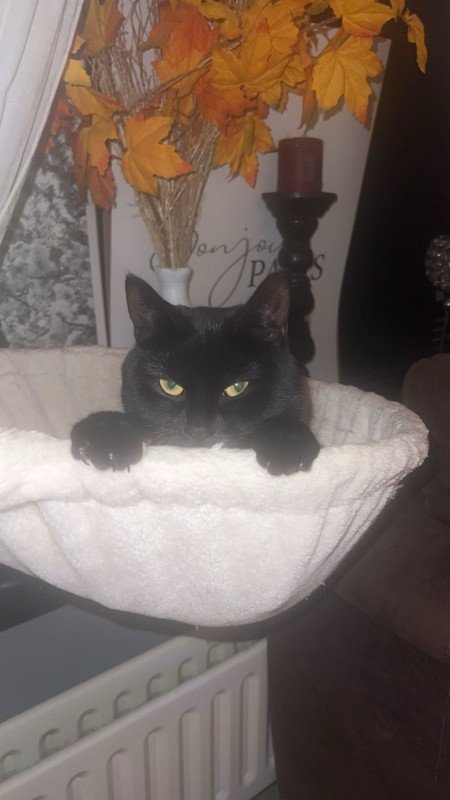 Mowgli