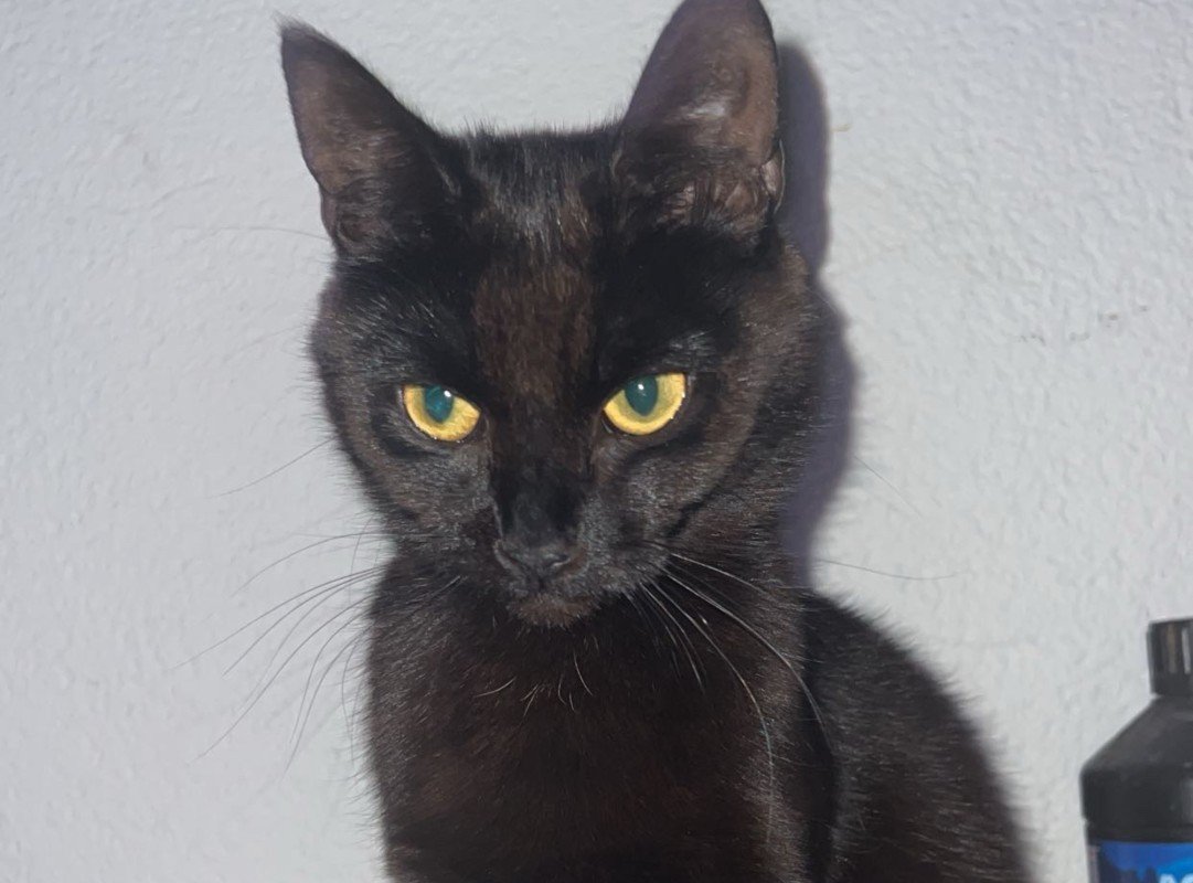 Mowgli