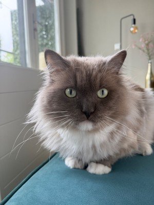 Harvey