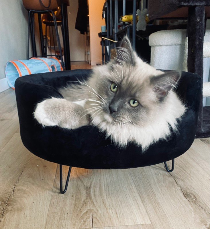 Harvey
