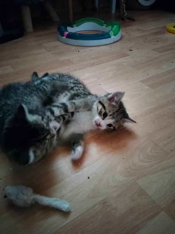 Clyde