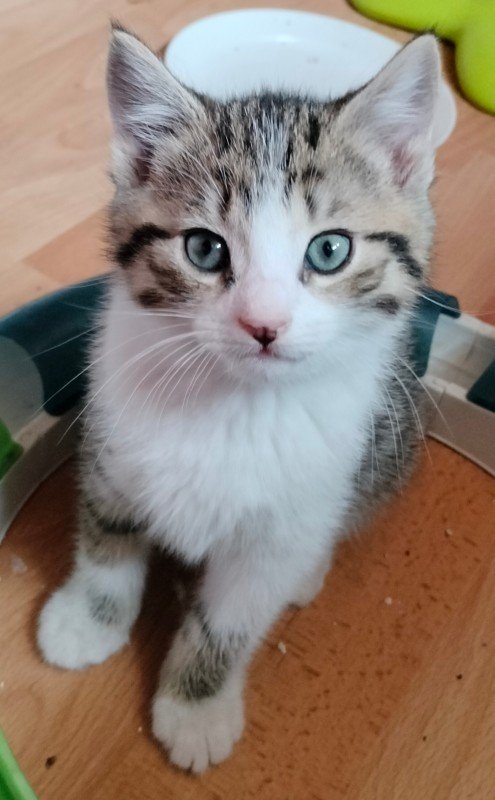 Clyde
