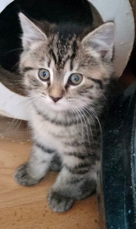 Bonnie