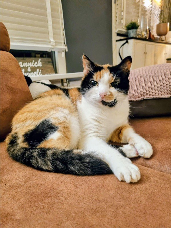 Pip