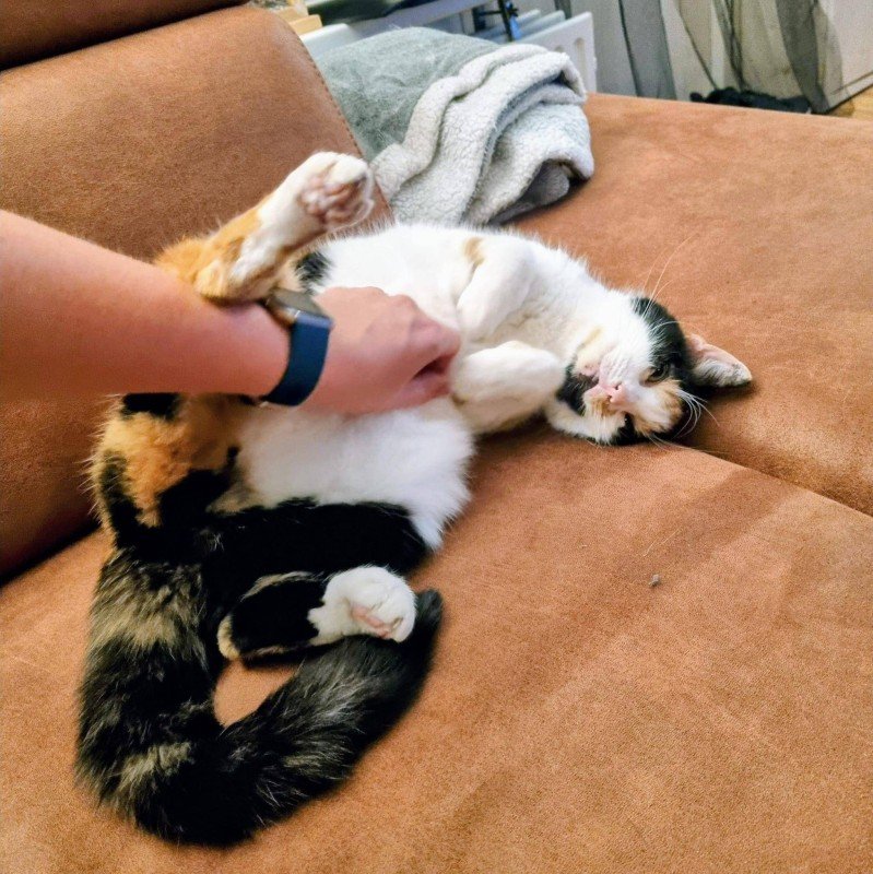 Pip