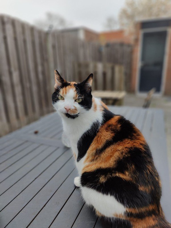 Pip