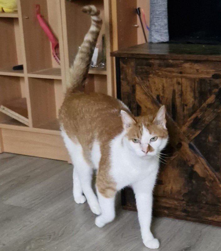 Opie