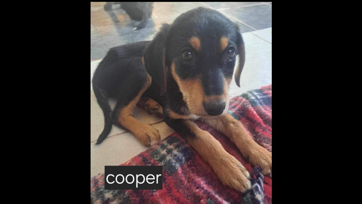 Cooper
