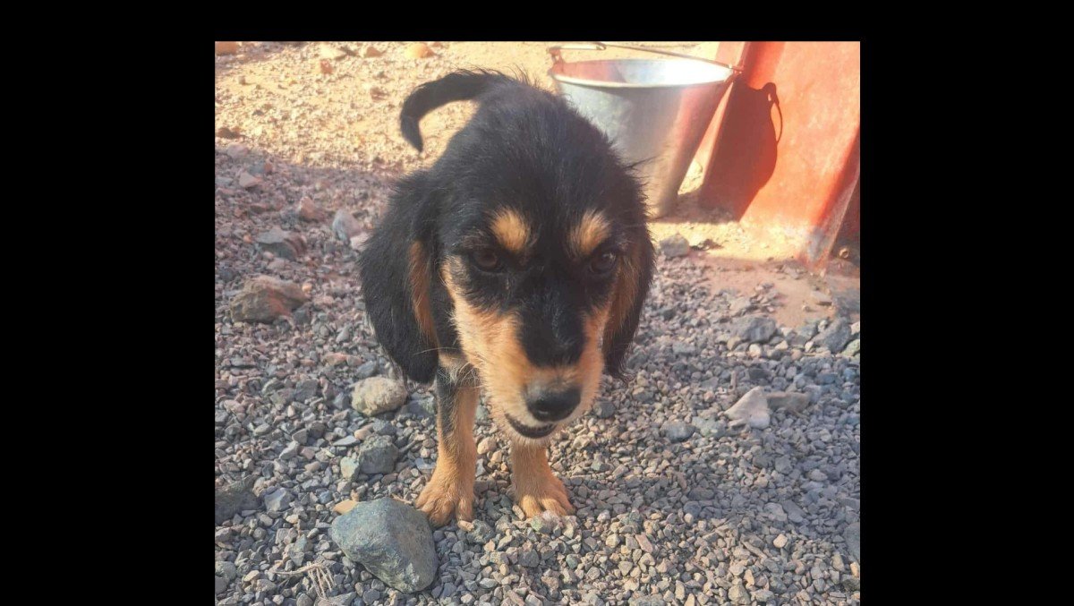 Sadie