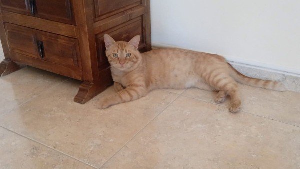 Arnau
