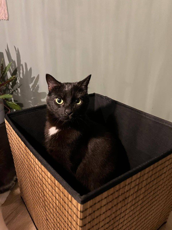 Suki
