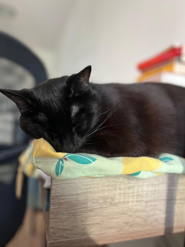 Suki