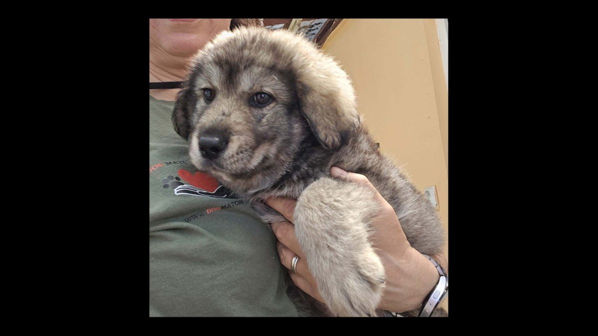 Wolfy