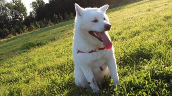 Snowie