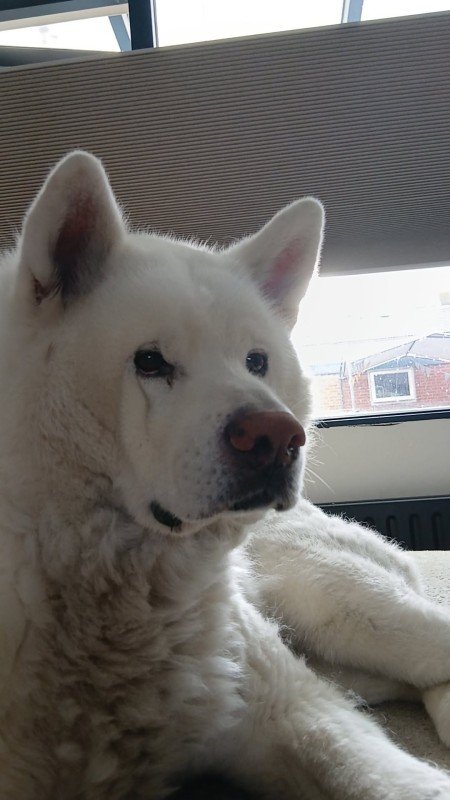Snowie