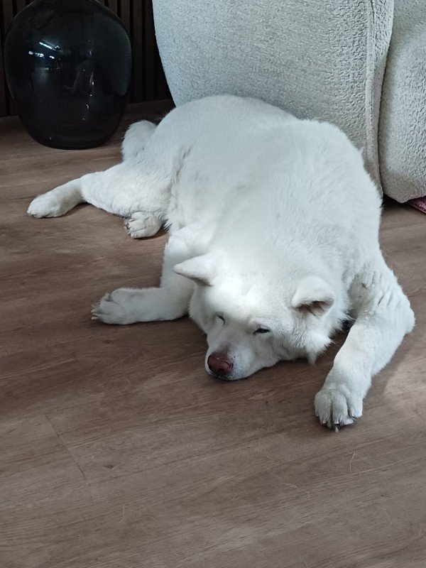 Snowie