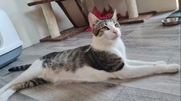 Leo