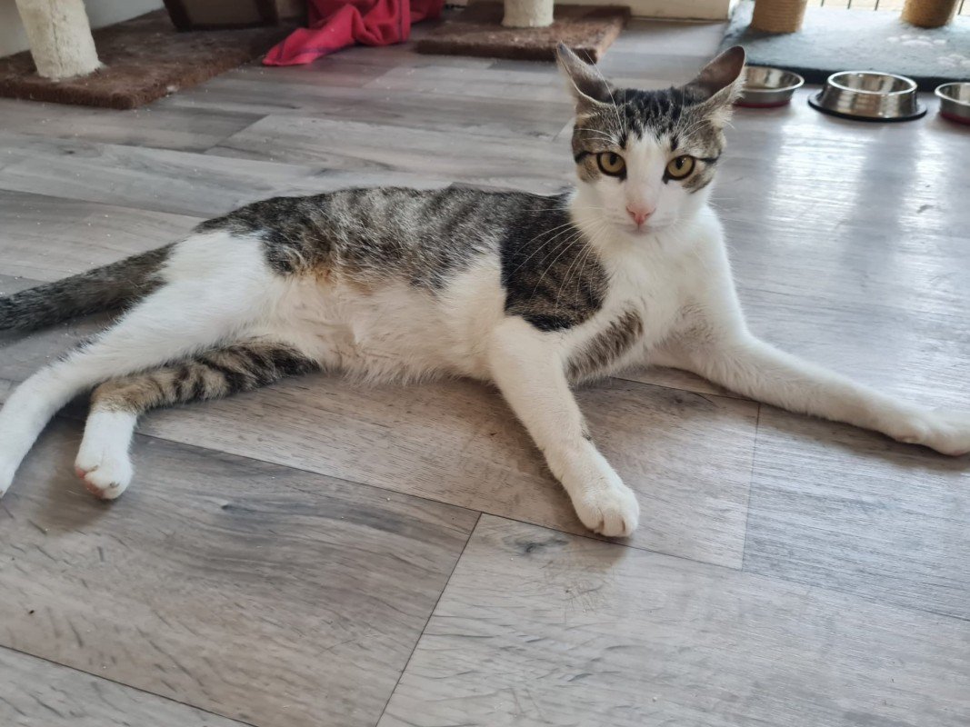 Leo