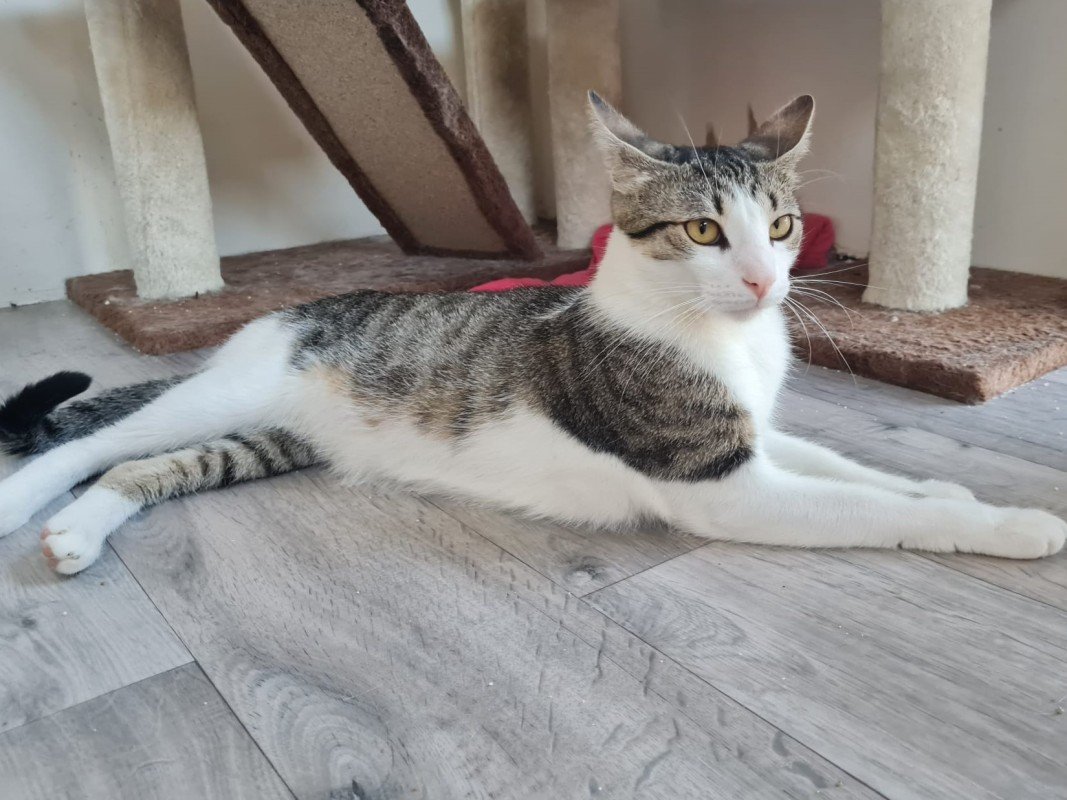 Leo