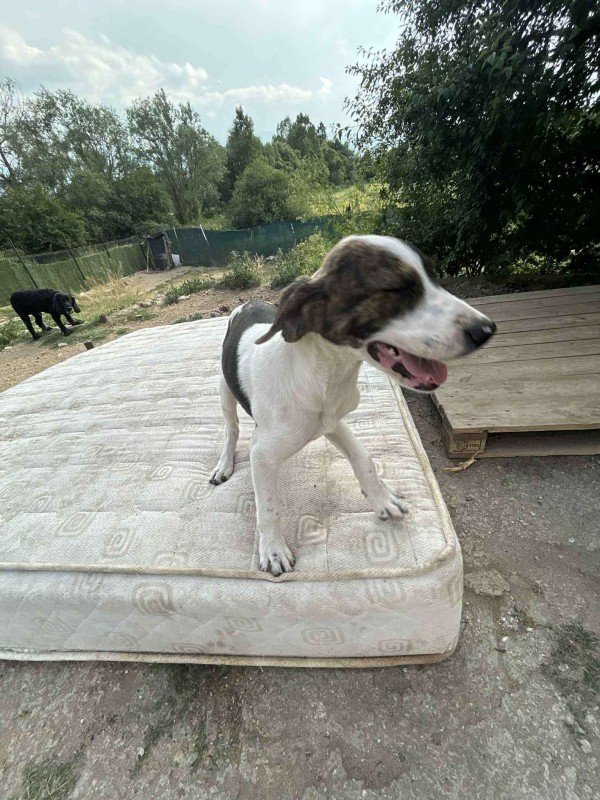 Mika